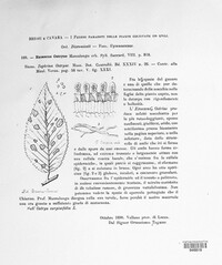 Exoascus ostryae image